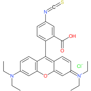 Rhodamine B isothiocyanate
