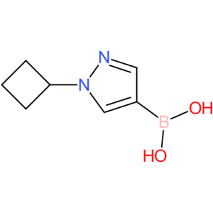 (1-cyclobutylpyrazol-4-yl)boronic acid