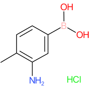 3-amino-4-methylphenylboronic acid hydrochloride