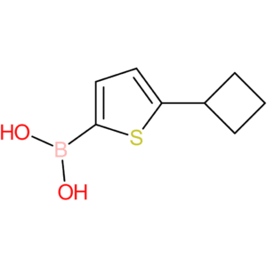 (5-cyclobutylthiophen-2-yl)boronic acid