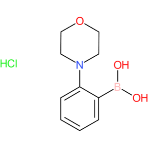 2-(morpholin-1-yl)phenylboronic acid hcl
