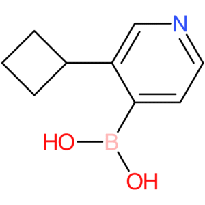 3-(cyclobutyl)pyridine-4-boronic acid