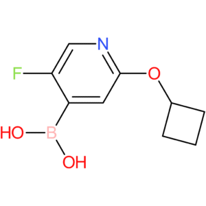 5-fluoro-2-(cyclobutoxy)pyridine-4-boronic acid