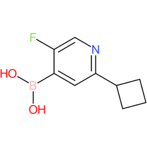 5-fluoro-2-(cyclobutyl)pyridine-4-boronic acid